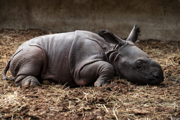 Une nouvelle naissance de rhinocéros