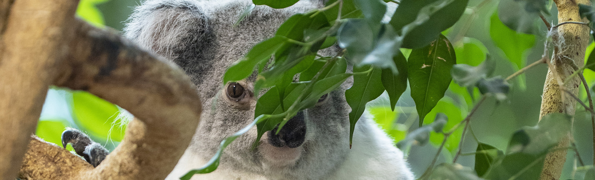 Selon les experts, les koalas sont à présent « fonctionnellement éteints »,  et voici ce que cela signifie