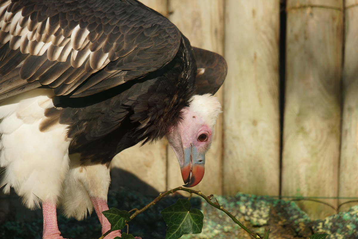 Agir Pour La Conservation Des Vautours Beauval Actus