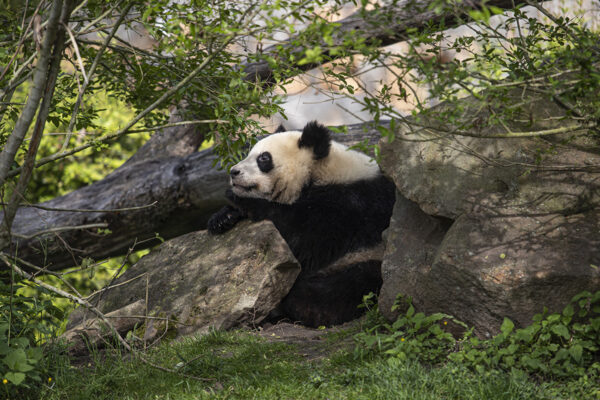 Du nouveau chez les pandas – Yuan Meng prend son indépendance