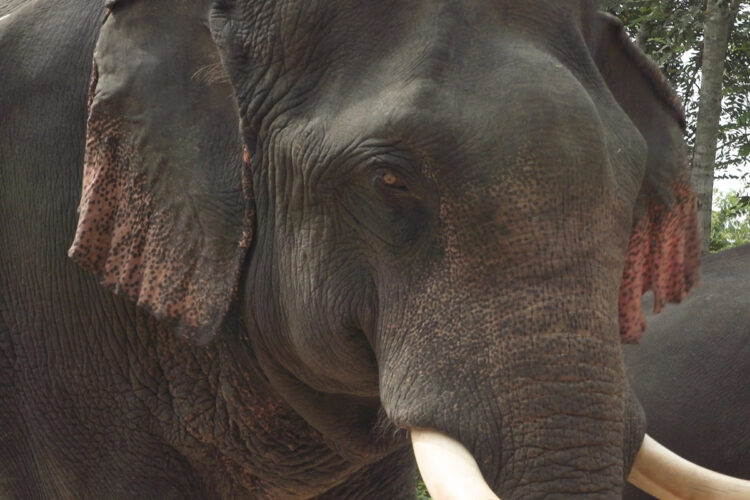 Beauval Nature Raconte au Myanmar