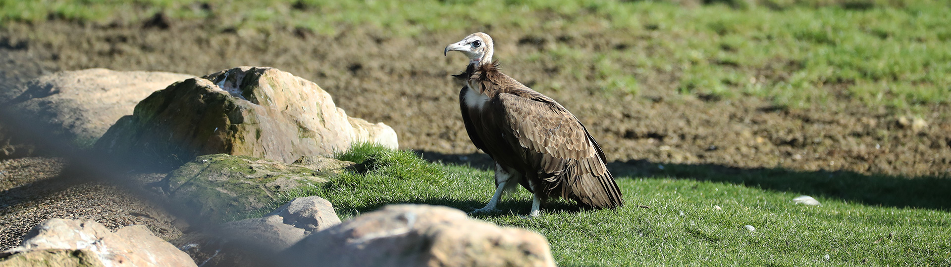 Agir Pour La Conservation Des Vautours Beauval Actus