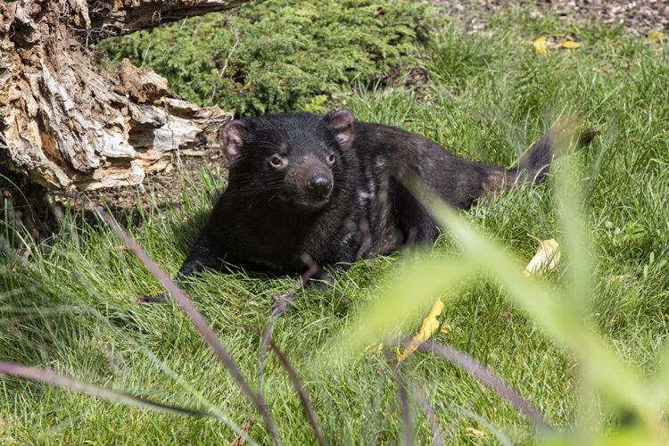 Journée mondiale des animaux et de leurs soigneurs