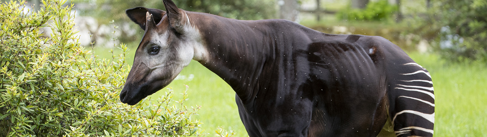 18 Octobre, journée internationale des okapis