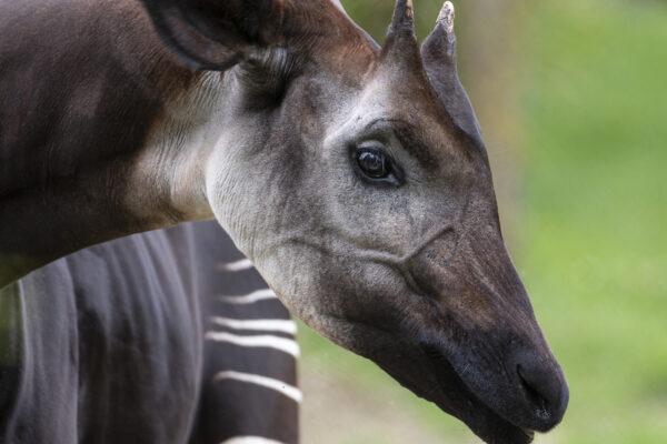 18 Octobre, journée internationale des okapis