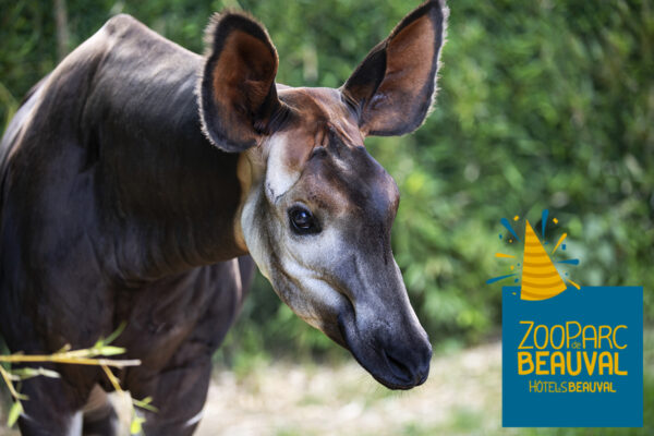 Un très bon anniversaire à Ann la femelle Okapi