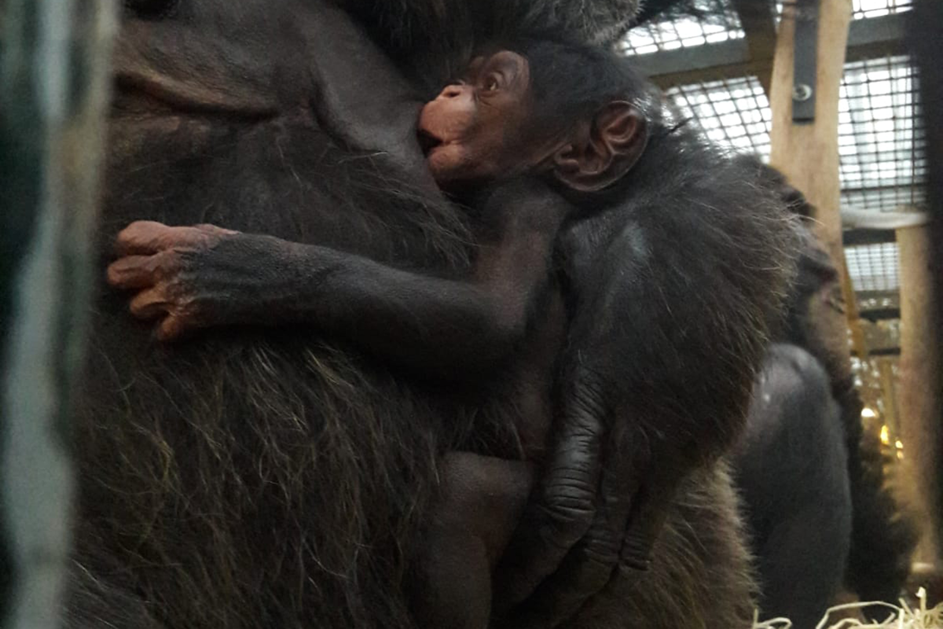 Une Nouvelle Naissance De Chimpanze Au Zooparc De Beauval Beauval Actus