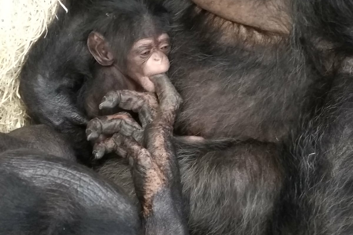 Une Nouvelle Naissance De Chimpanze Au Zooparc De Beauval Beauval Actus