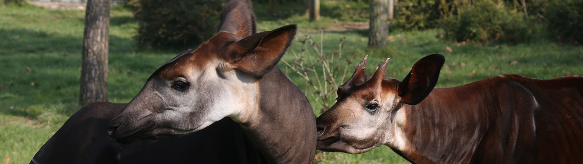 18 Octobre, journée internationale des okapis