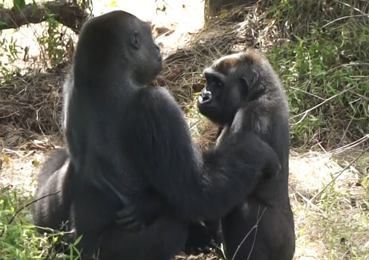 Love story au Gabon. Quand Mayombé rencontre Djongo !