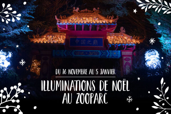 Un Noël magique au ZooParc de Beauval