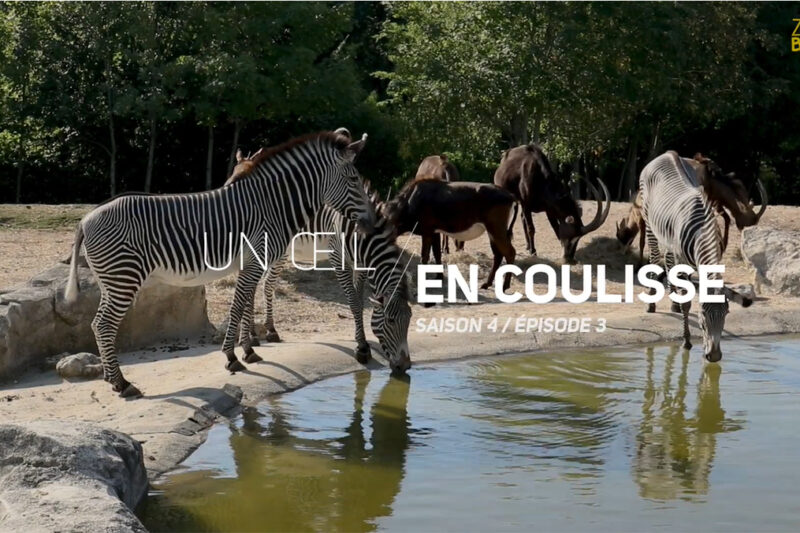 Un Oeil En Coulisse saison 4 – Drogo, notre jeune zèbre se fait opérer