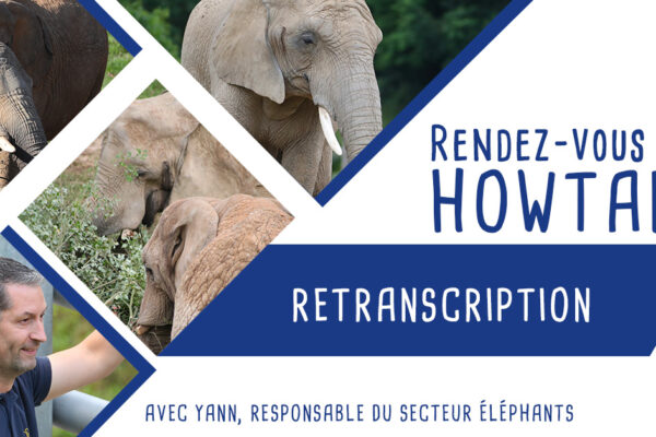 Retranscription Tchat Howtank avec Yann – Éléphants