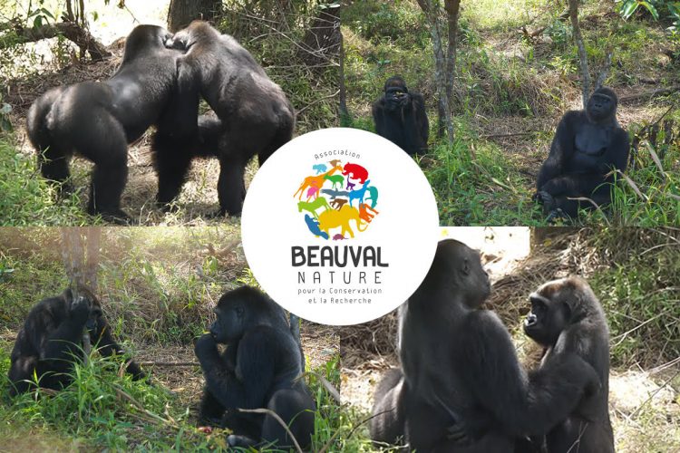 Gorille réintroduite par Beauval Nature