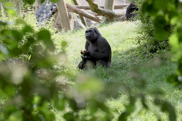 Beauval Nature raconte : réintroduction de gorilles au Gabon