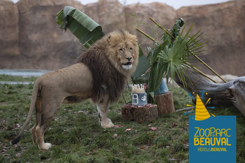 Un très bon anniversaire au Roi Krüger ! - Beauval Actus