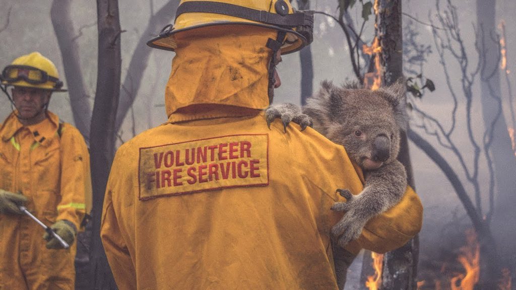 Incendies En Australie : La Biodiversité Menacée Comme Jamais - Beauval ...