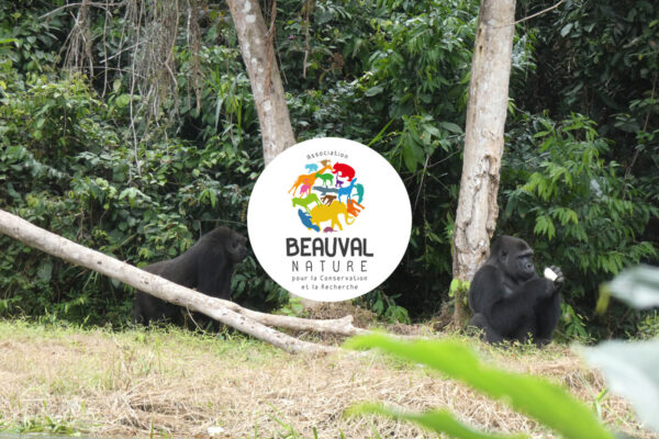 Gorilles réintroduits – Les roucoulades de Djongo et Mayombé