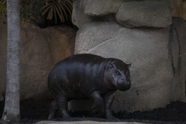 Carnet de Bord – Rencontre avec Luna et Robert, le couple d’hippopotames pygmées