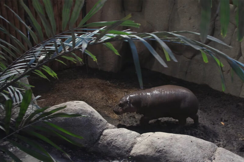 Carnet de Bord – Premières sorties pour les hippopotames pygmées
