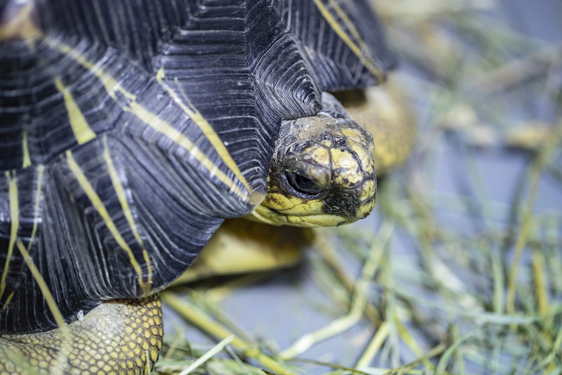 Deux animaux rescapés accueillis au ZooParc !