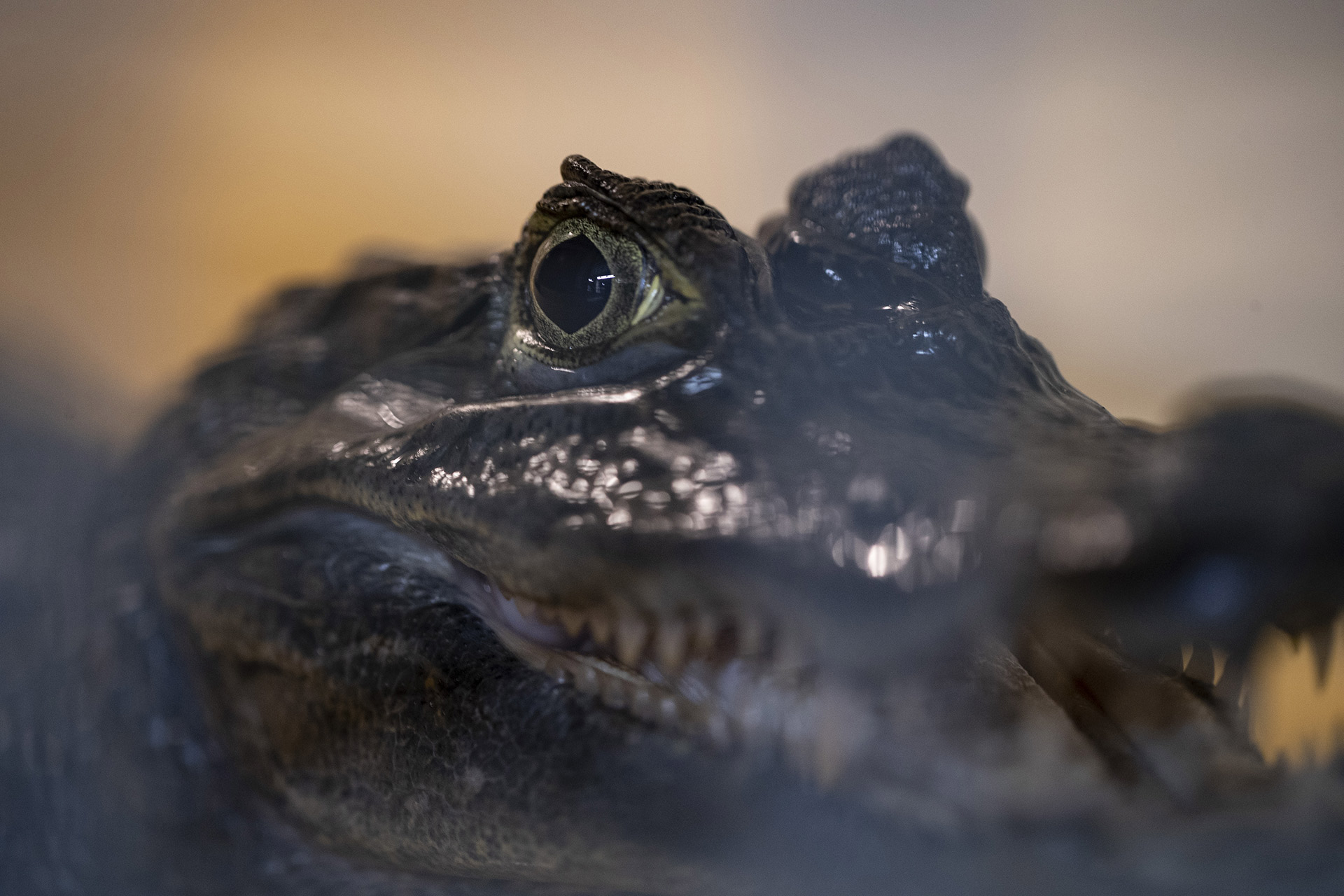 Deux animaux rescapés accueillis au ZooParc !