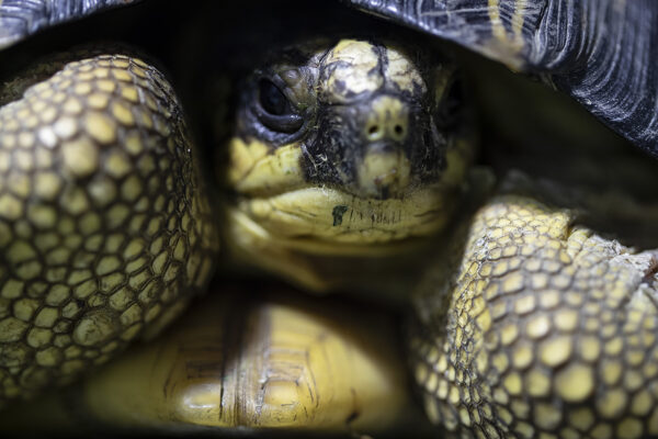 Deux animaux rescapés accueillis au ZooParc !