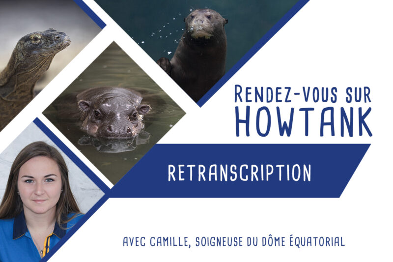 Retranscription chat Howtank avec Camille – Dôme équatorial