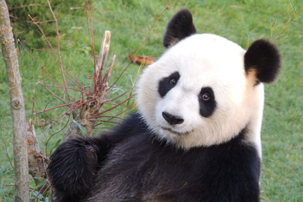 Pas de bébé panda… pour l’instant !