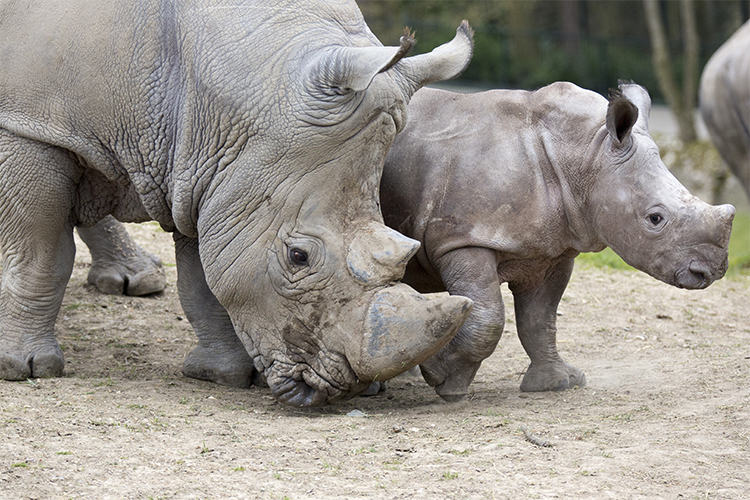 gestation period of one horned rhino
