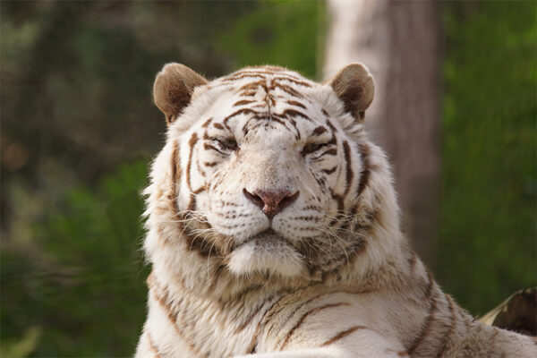 Tristesse à Beauval : Sherkan, notre tigre blanc, s’en est allé…