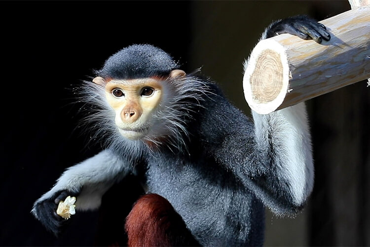 Magnifiques langurs de Douc à découvrir dans le dôme !