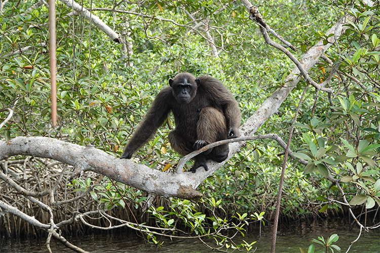 Beauval Nature reprend intégralement le programme de conservation Help Congo