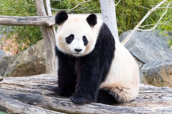 Des amours de pandas