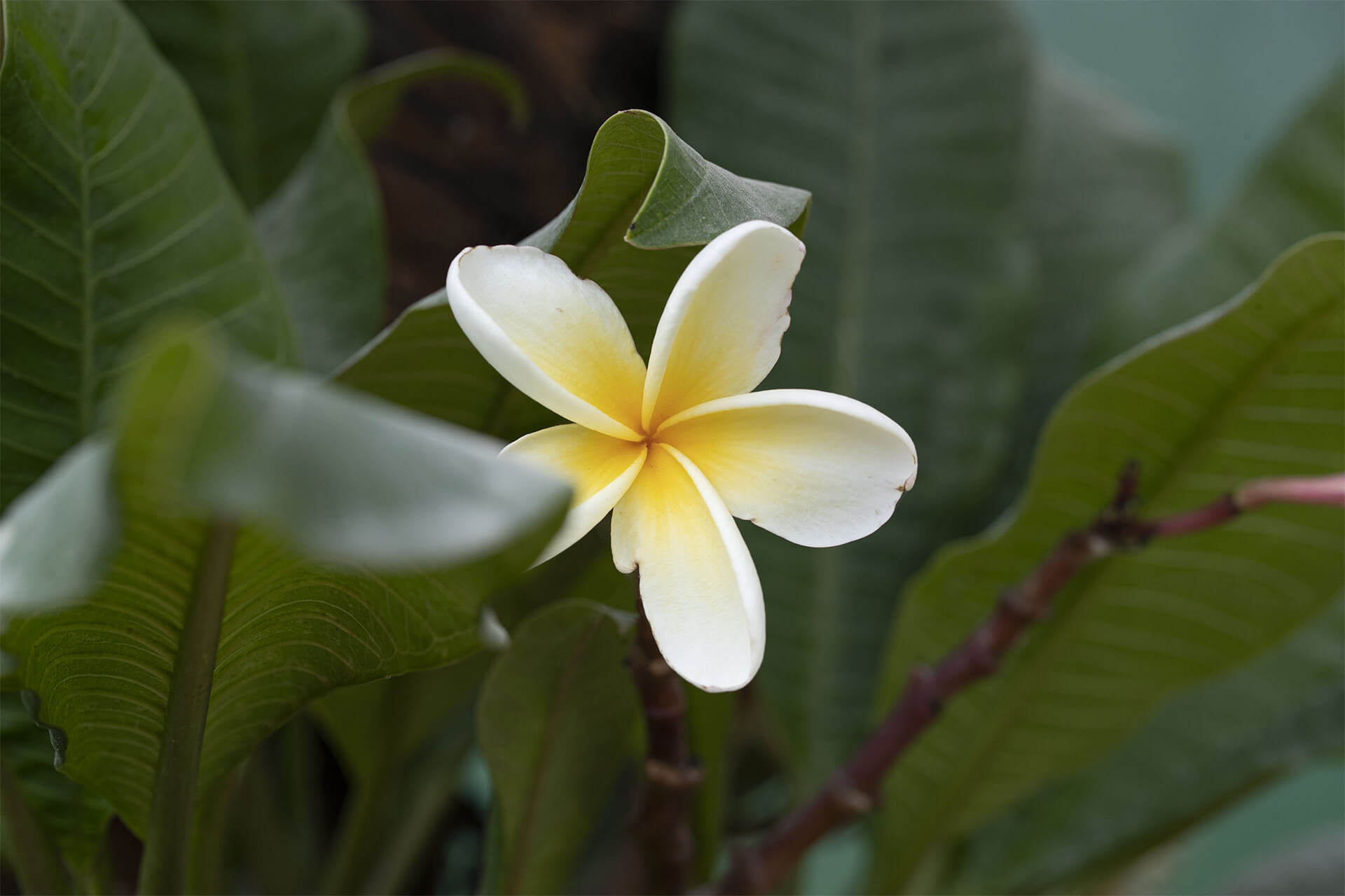 fleur de frangipanier du dôme équatorial