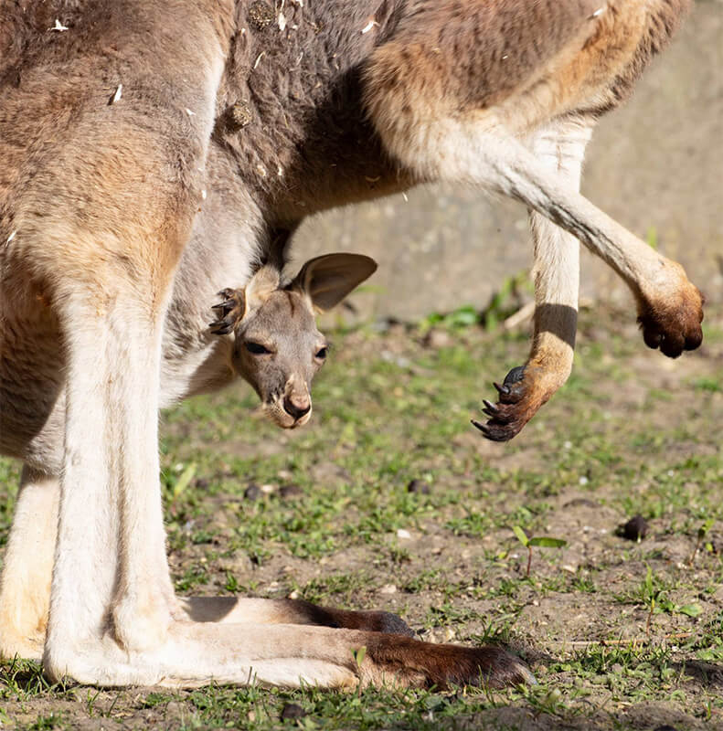 Bébé kangourou roux dans la poche de sa mère