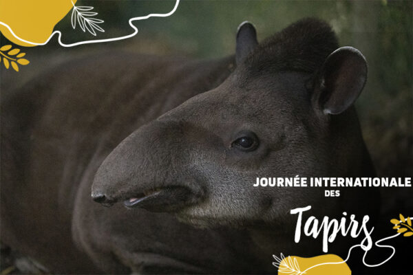 Mardi 27 avril : Focus sur les tapirs !