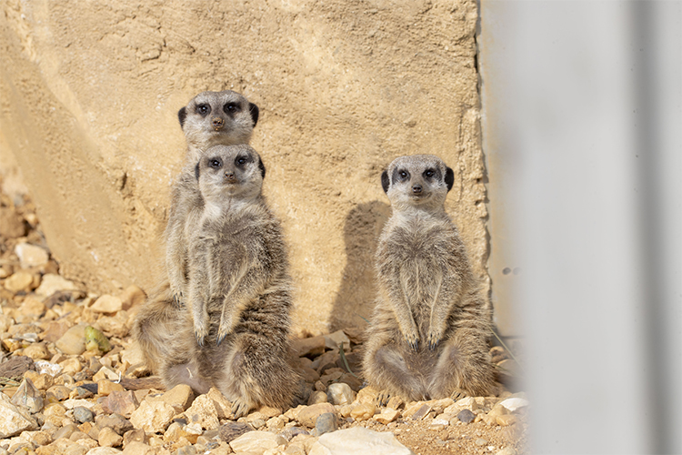 C’est le jour J : le ZooParc et ses hôtels rouvrent leurs portes.