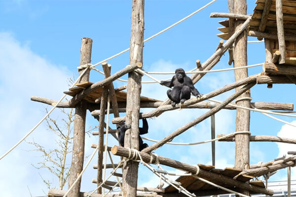 L’île de la famille des gorilles a fait peau neuve !