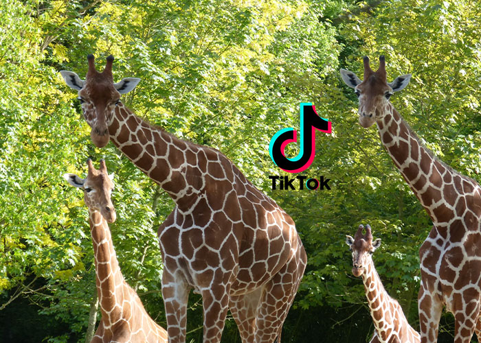 Beauval est sur TikTok !