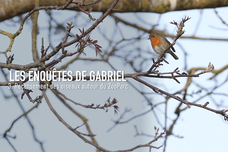 Le chant des oiseaux : objectif décryptage !