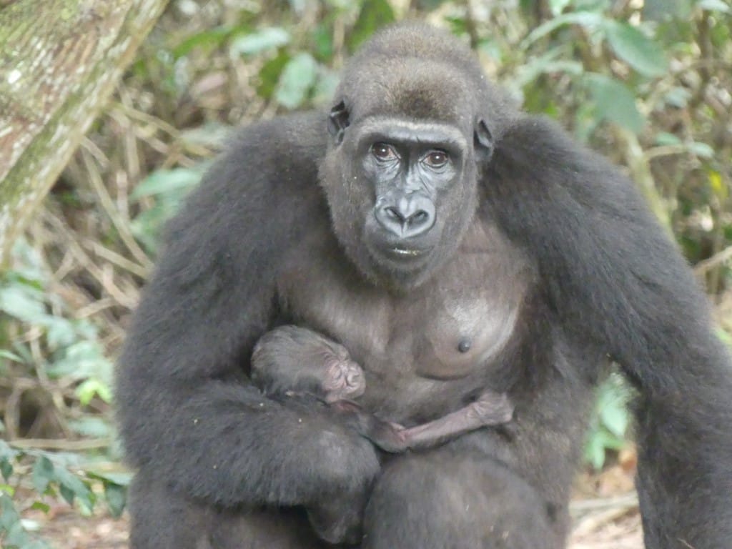 Bébé gorille Mayombe