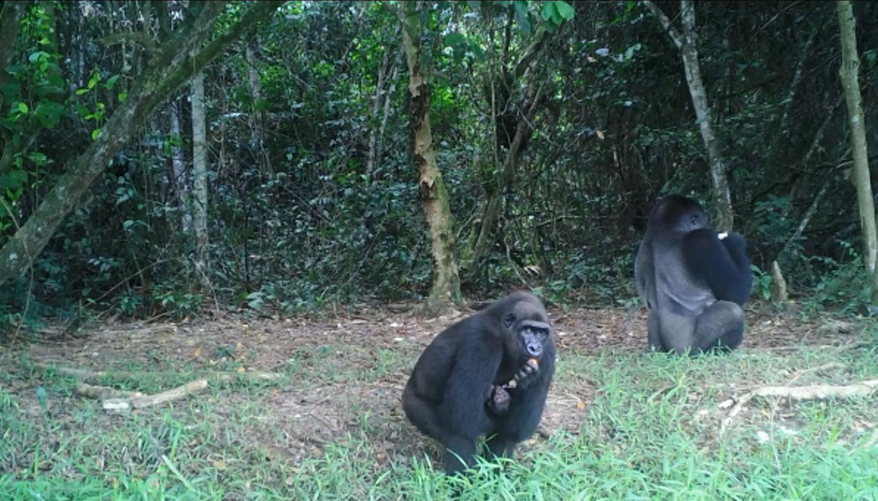 Bébé gorille Mayombé et Djongo