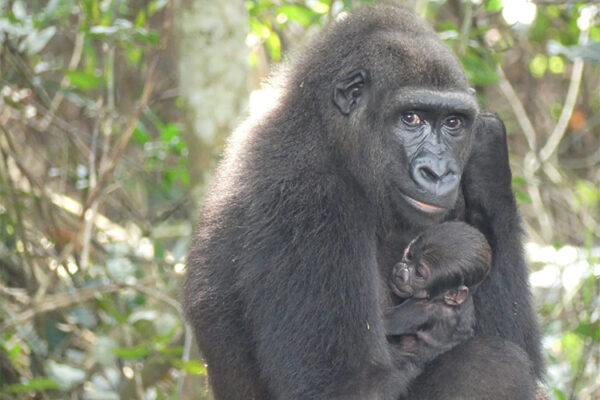 1ère mondiale au Gabon : naissance d’un bébé gorille né de deux parents issus de parc zoologique et réintroduits en milieu naturel !