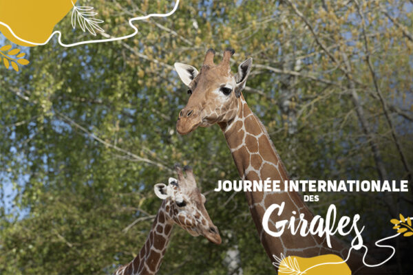 Aujourd’hui, on prend de la hauteur avec la journée internationale des girafes !