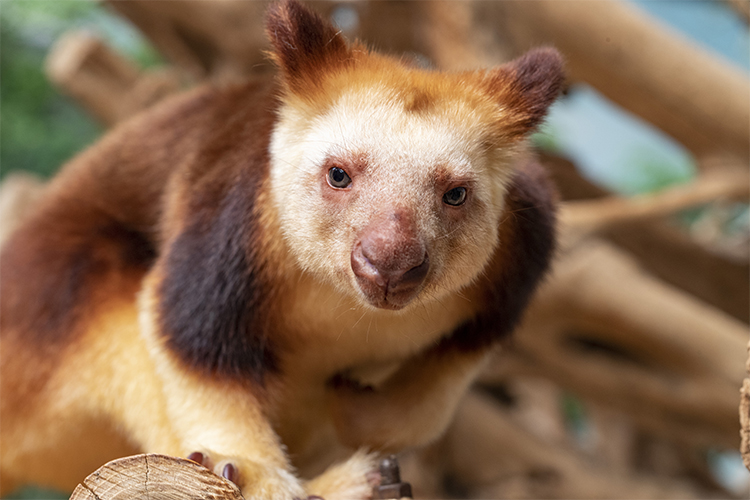 Découvrez nos trois nouvelles visites guidées du ZooParc