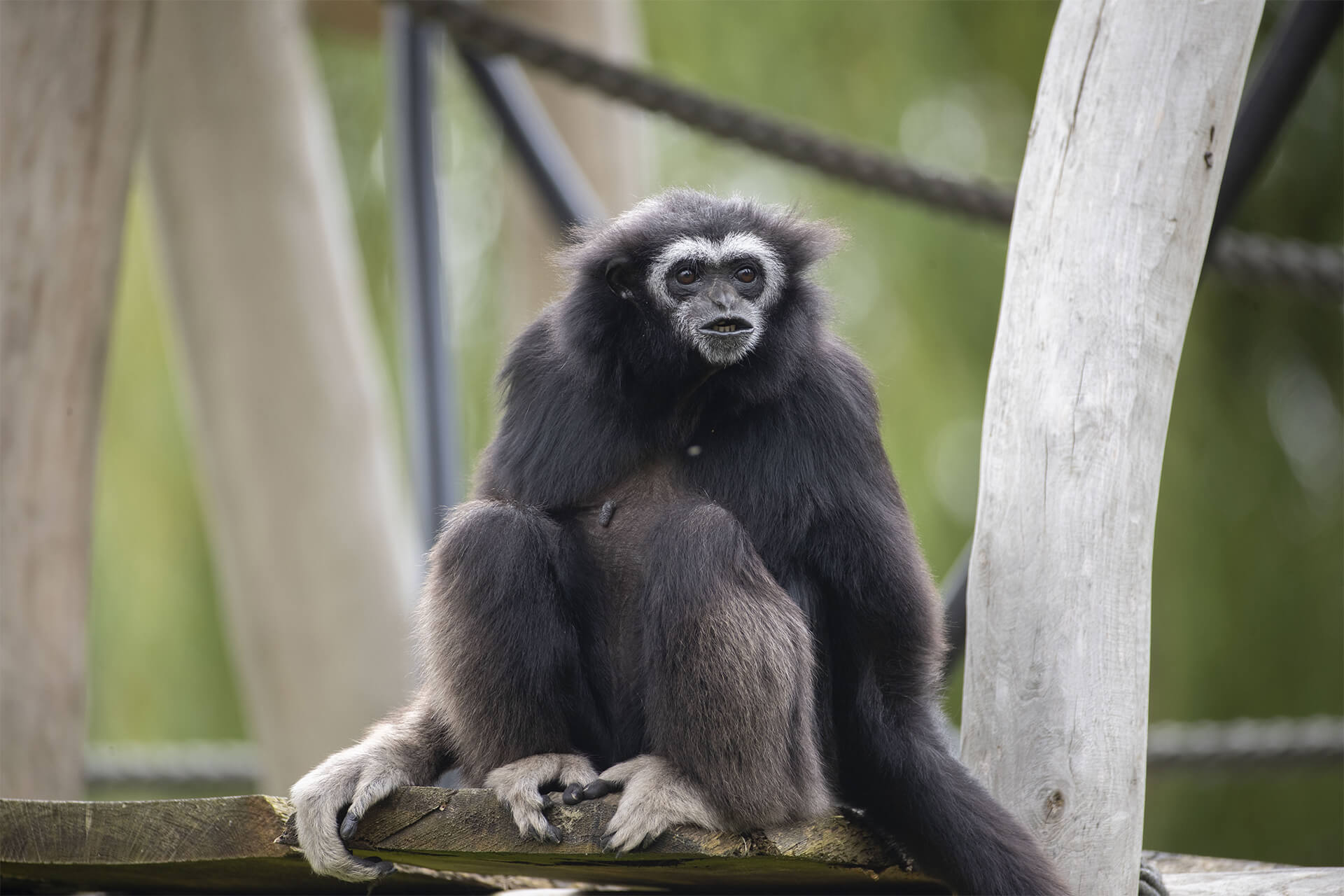 femelle gibbon