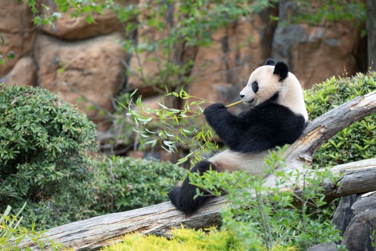 Dînez à Beauval et profitez de votre soirée dans le ZooParc