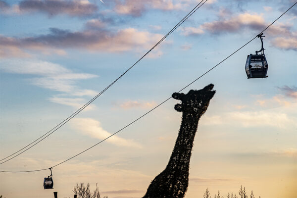 Profitez du ZooParc de Beauval en soirée !