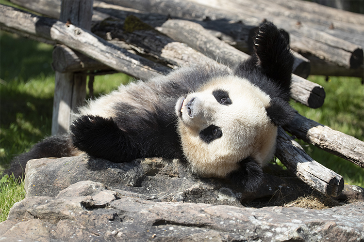 Bebe S Panda Potentiel Une Nouvelle Etape A Ete Franchie Beauval Actus